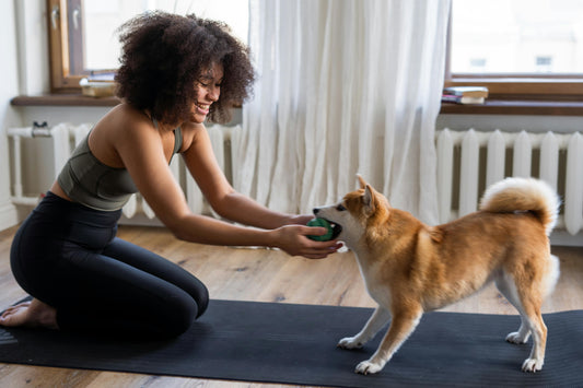 Ejercicio con tu perro: guía completa para tener una mascota activa (sin riesgos)